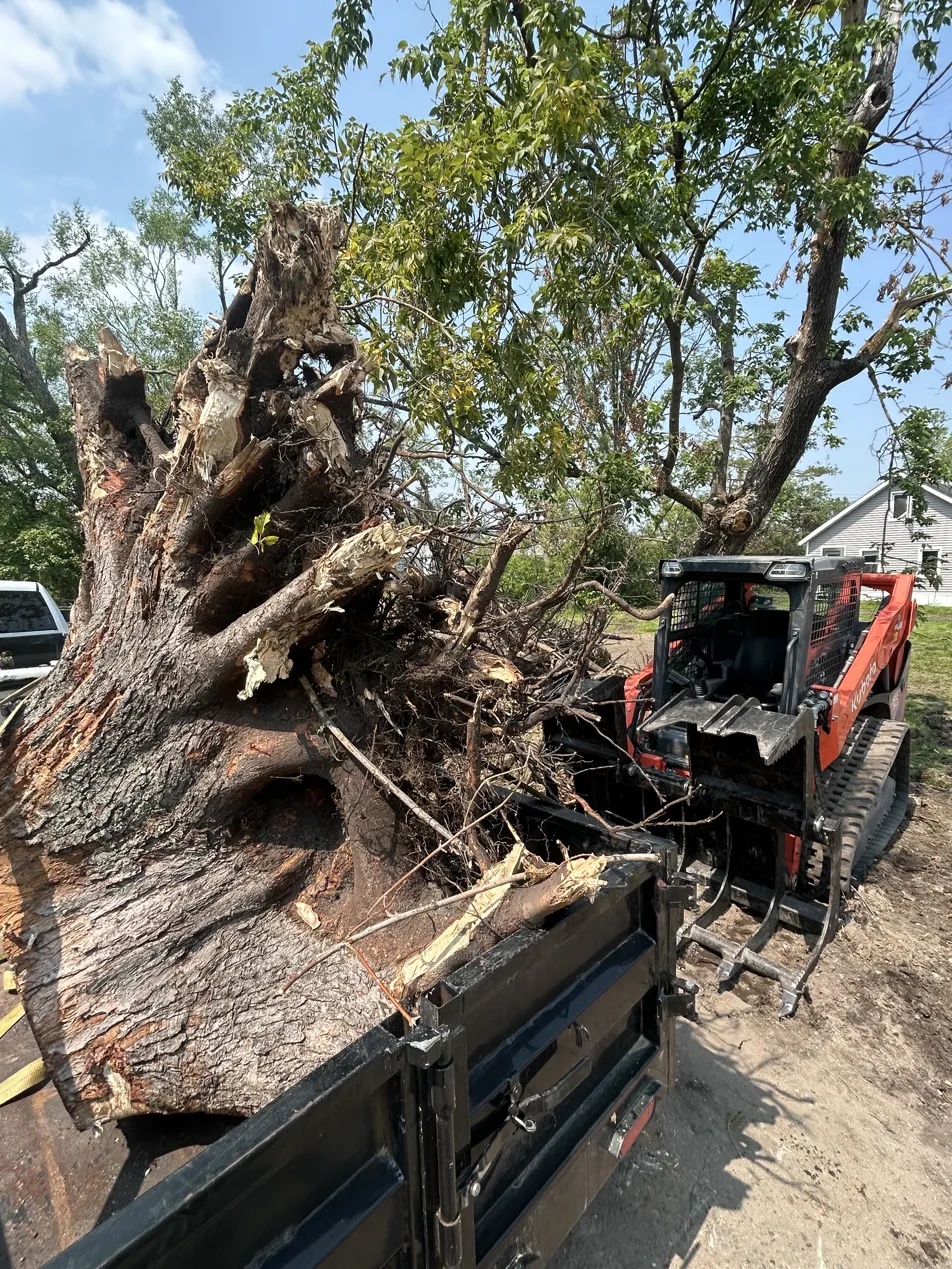 Skid steer root ball forestry clearing