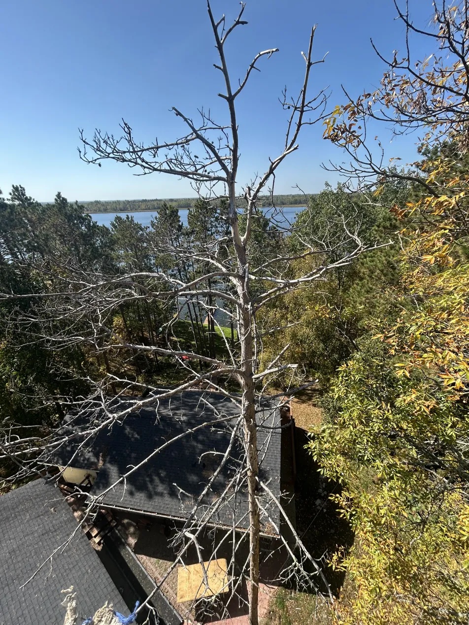 Dead standing tree lakeside aerial