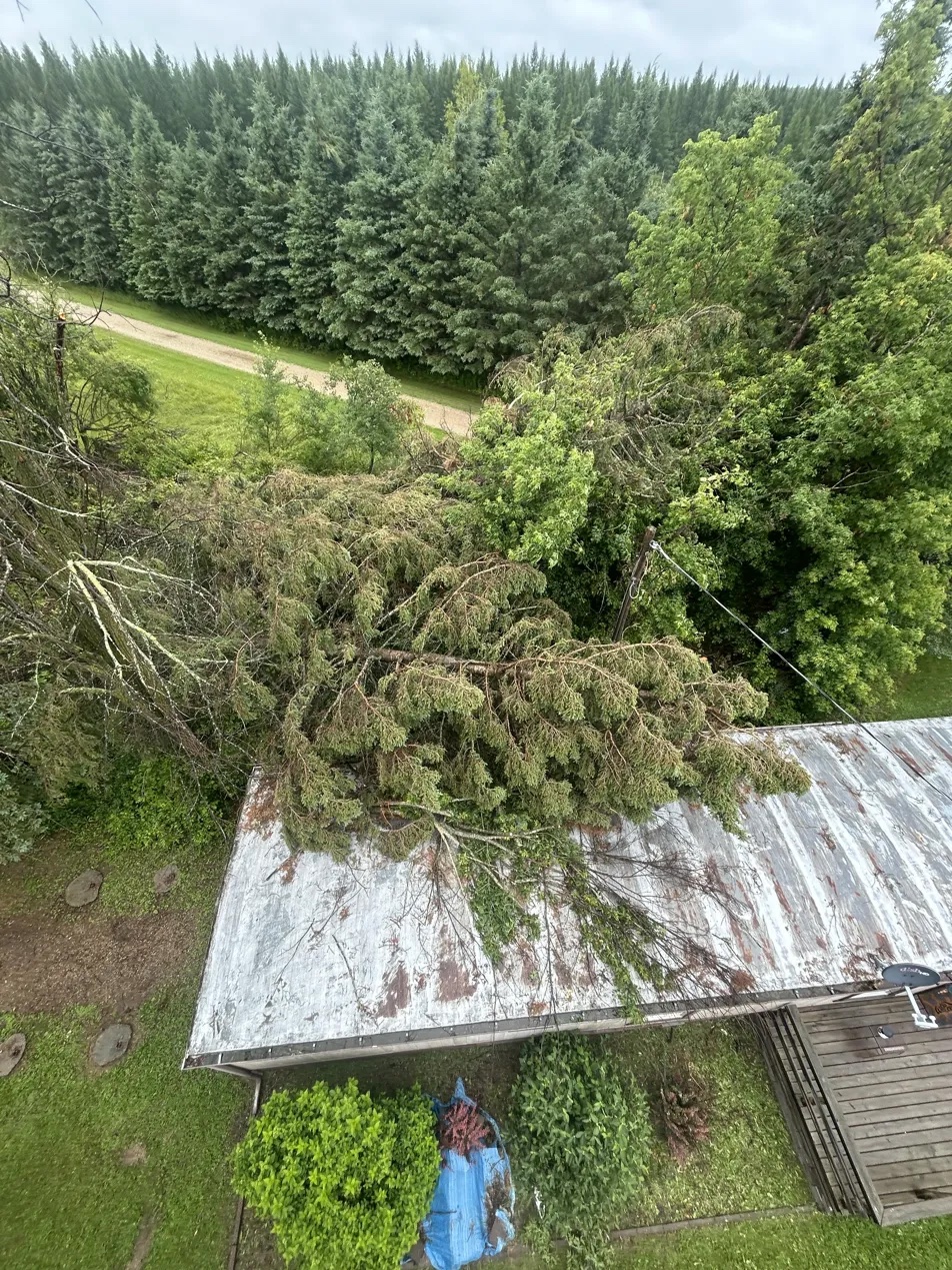 Massive root ball on trailer